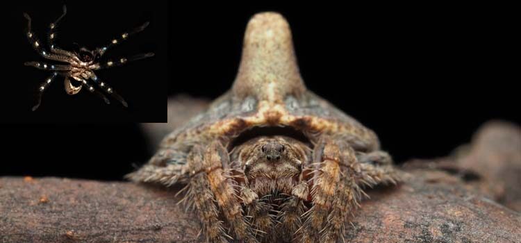 Avustralya'da üç yeni örümcek türü keşfedildi