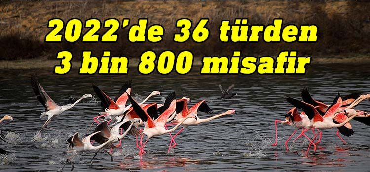 Kuşkor: Haspolat lagünleri geçen yıl 3 bin 800'den fazla kuşa ev sahipliği yaptı