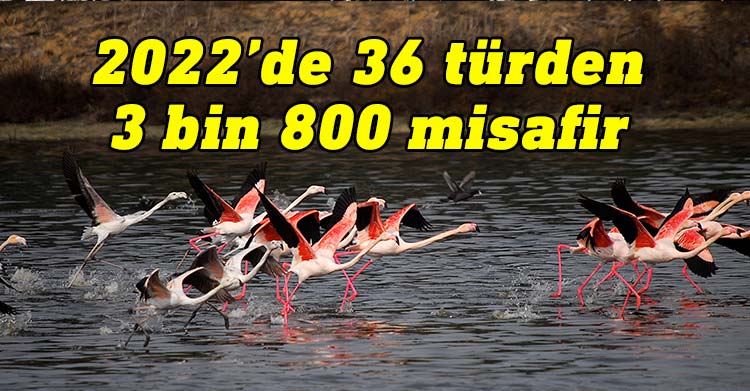 Kuşkor: Haspolat lagünleri geçen yıl 3 bin 800'den fazla kuşa ev sahipliği yaptı