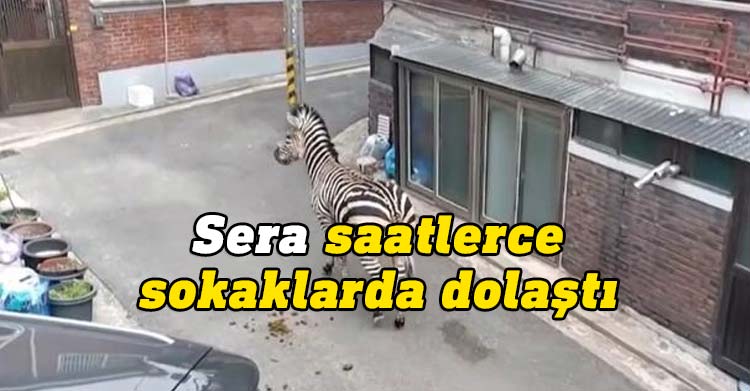 Hayvanat bahçesinden kaçan sera isimli zebra saatlerce sokaklarda dolaştı