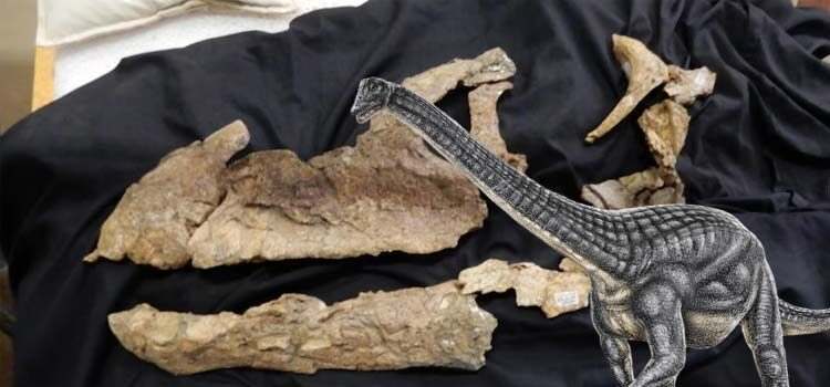 Avustralya'nın Queensland eyaletinde 2018'de Diamantinasaurus kafatası fosilinin tamamına yakınının bulunduğu açıklandı.