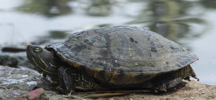 Tatlı su kaplumbağaları