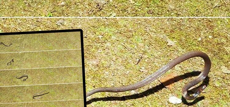 Bilim insanları cüce kamış yılanı diye bilinen bir yılan türünün avcılardan korunmak için takla atmaya başladığını tespit etti.