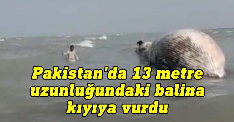 Pakistan'da 13 metre uzunluğundaki balina kıyıya vurdu