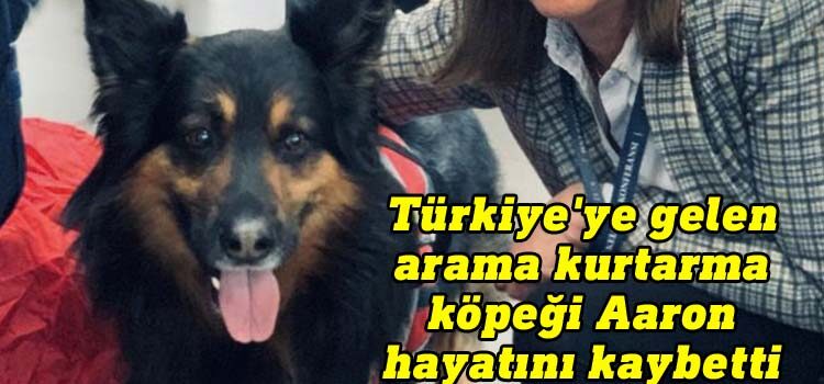 Türkiye'ye gelen arama kurtarma köpeği Aaron hayatını kaybetti