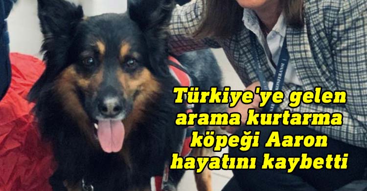 Türkiye'ye gelen arama kurtarma köpeği Aaron hayatını kaybetti