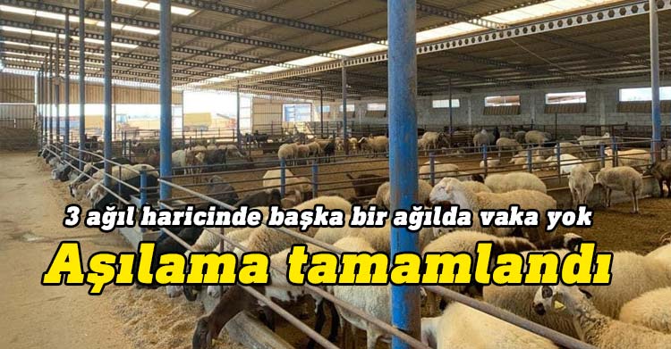 Tarım ve Doğal Kaynaklar Bakanı Dursun Oğuz, küçükbaş hayvanlarda görülen “koyun-keçi çiçek hastalığına yönelik aşılamanın tamamlandığını açıkladı.