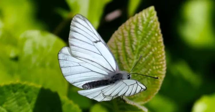 Siyah damarlı beyaz kelebekler, İngiltere'de 100 yıl önce soyu tükenen türler listesine eklendi. Ancak Londra'nın yakınlarındaki çayırlarda bu nadir kelebek türüne şimdilerde yeniden rastlanabiliyor.