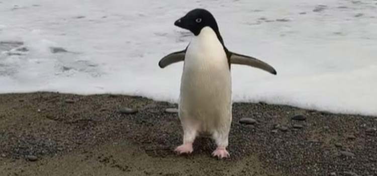 anktartika penguen