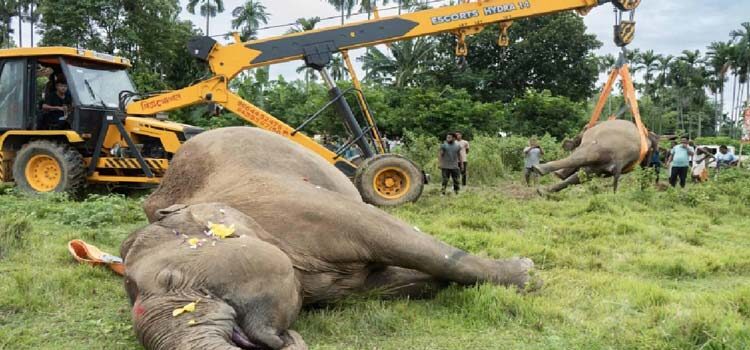 elektrik akımına kapılan 3 fil öldü