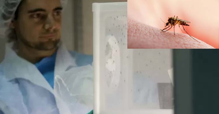 Bilim insanları, sıtmanın sivrisineklerden insanlara bulaşmasını durdurmaya yardımcı olabilecek, doğal olarak oluşan bir bakteri türü keşfetti.