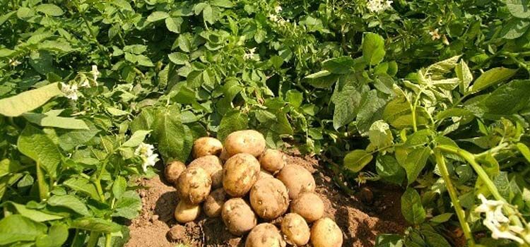 patates üretici