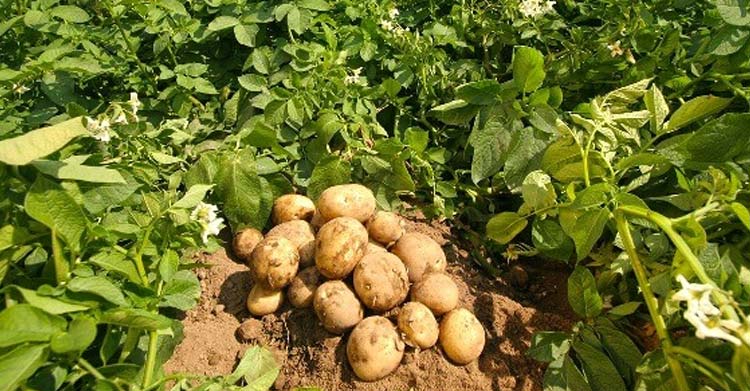 patates üretici