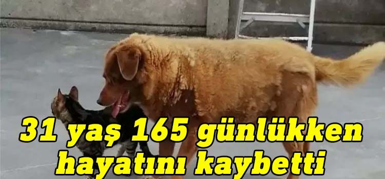 Dünyanın gelmiş geçmiş en yaşlı köpeği Bobi, 31 yaş 165 günlükken hayatını kaybetti.