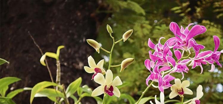 Orkide Vadisi Gözlem Yürüyüşü