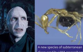 İngiliz yazar J. K. Rowling'in kaleme aldığı Harry Potter serisinin kötü adamı Voldemort'un adı yeni keşfedilen bir karınca türüne verildi. Leptanilla voldemort