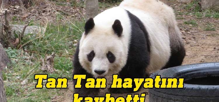 Japonya'nın en yaşlı pandası "Tan Tan" öldü