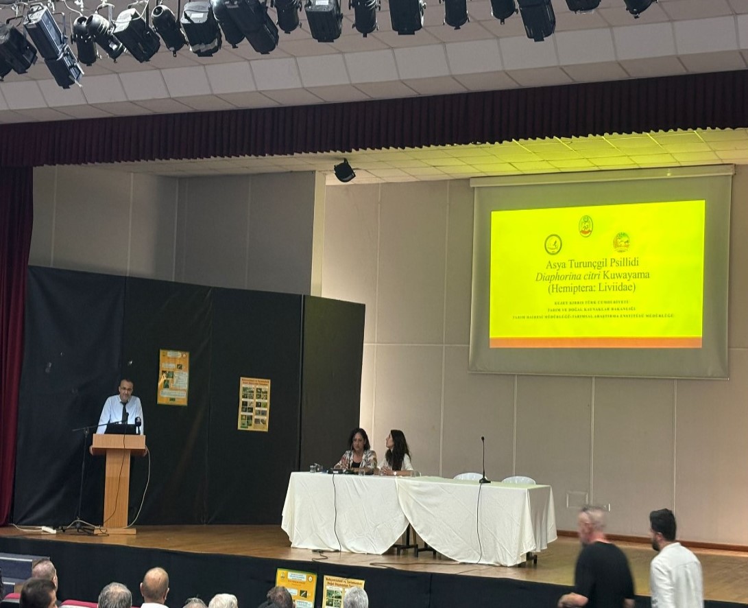 Turunçgillerde yeşillenme hastalığı seminer