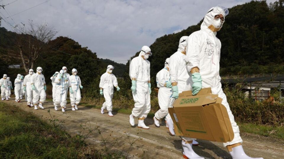 Japonya kuş gribi