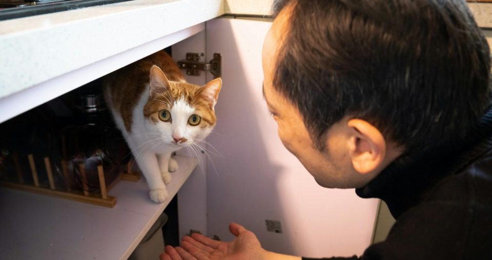 kedi