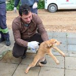Gönyeli–Alayköy Belediyesi hayvan barınağında 104 canlıya ev sahipliği yapılıyor…