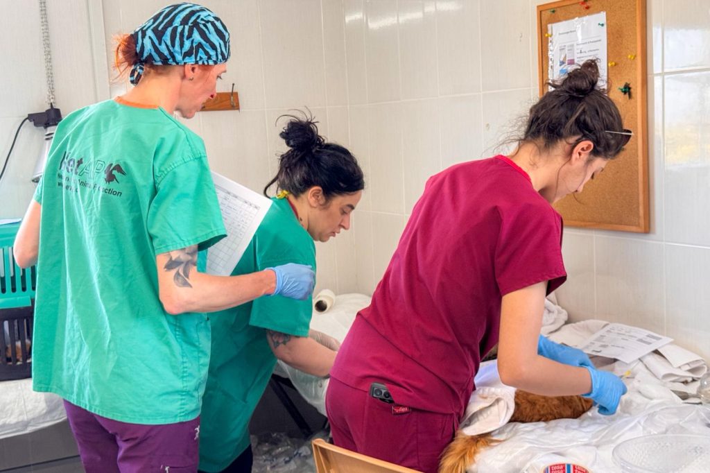 Gazimağusa’da 317 sokak hayvanı kısırlaştırıldı