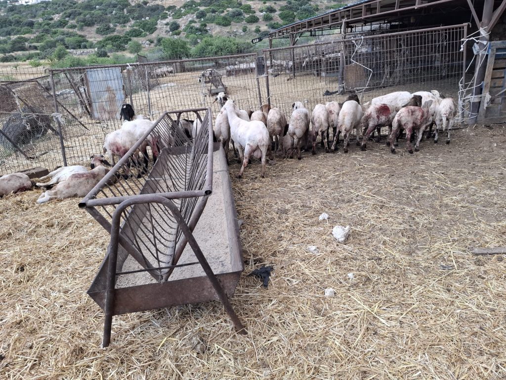Hayvancılar Birliği Başkanı Onalt: “Başıboş köpeklerin saldırıları üreticiler için büyüyen bir sorun haline geldi"