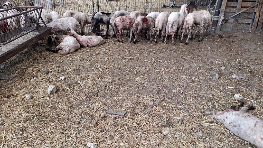 Hayvancılar Birliği Başkanı Onalt: “Başıboş köpeklerin saldırıları üreticiler için büyüyen bir sorun haline geldi"