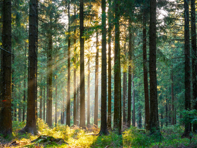 “Ağaçların karbon depolama kapasitesi beklenenden düşük olabilir”