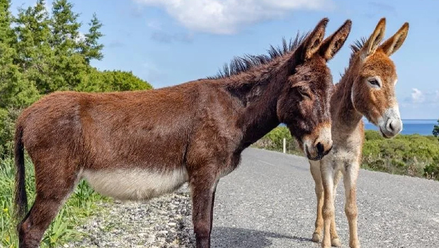 Karpaz Koruma Derneği Başkanı Çebi, devleti, Karpaz’daki yabani eşek projesini sahiplenmeye çağırdı, halktan destek istedi